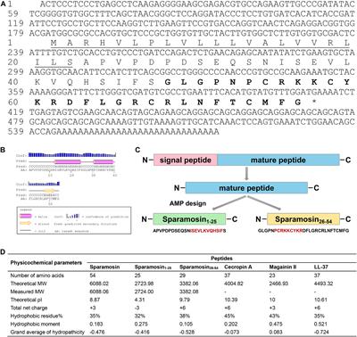 A Novel Antimicrobial Peptide Sparamosin26–54 From the Mud Crab Scylla paramamosain Showing Potent Antifungal Activity Against Cryptococcus neoformans